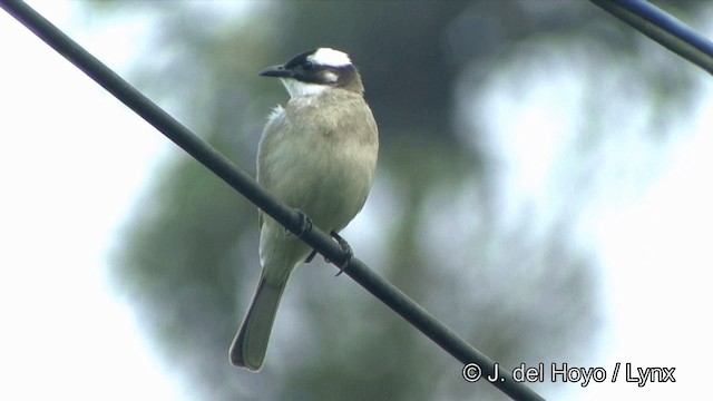 Light-vented Bulbul (formosae/orii) - ML201343651