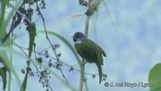 Collared Finchbill - ML201343661