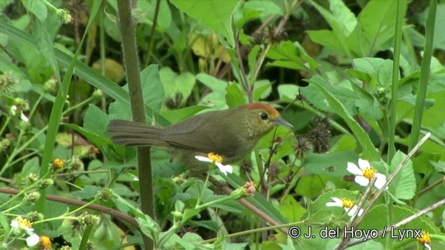 Rufous-capped Babbler - ML201343671