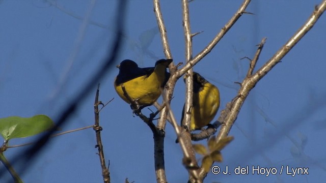 Purple-throated Euphonia - ML201343721