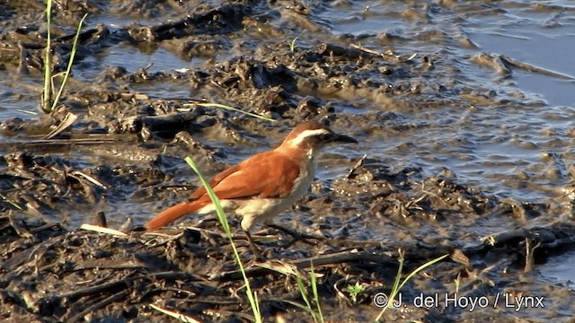 Wing-banded Hornero - ML201343811