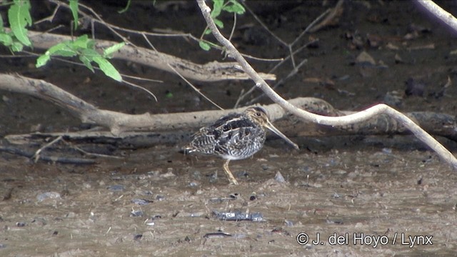 Pantanalbekassine - ML201343851