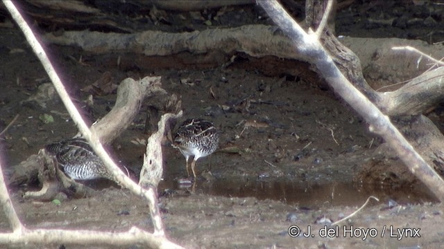 Agachadiza Paraguaya - ML201343861