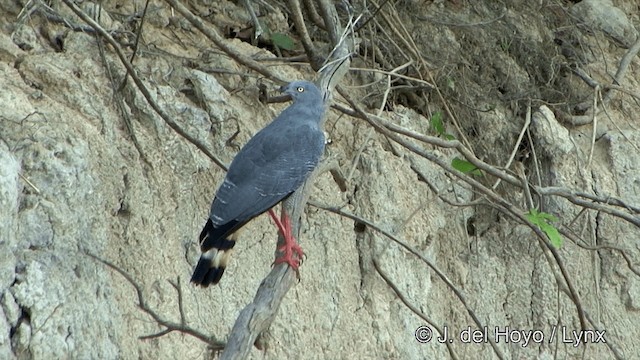 Crane Hawk (Banded) - ML201343871