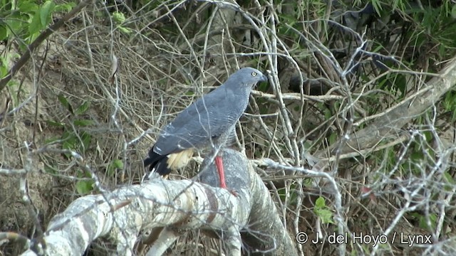 Crane Hawk (Banded) - ML201343881