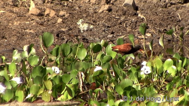 rødflikbladhøne (jacana gr.) - ML201343981