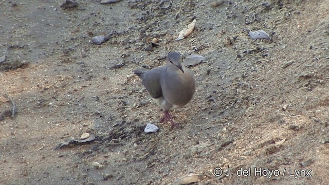 White-tipped Dove (brasiliensis Group) - ML201344011