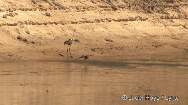 Rotbrustfischer (torquata/stictipennis) - ML201344031