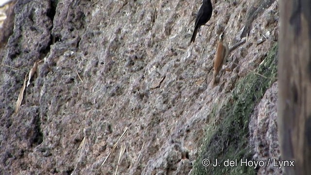 Narrow-billed Woodcreeper - ML201344101