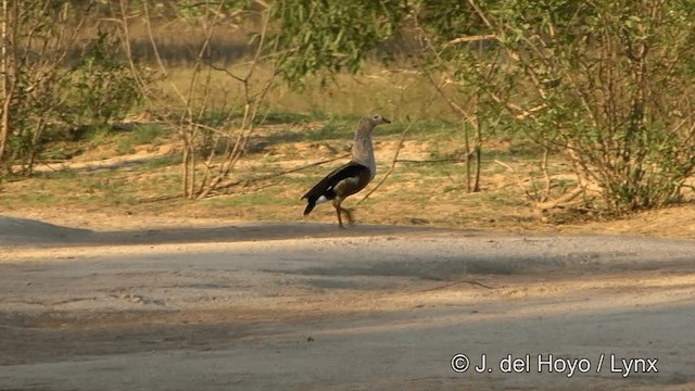 Orinoco Goose - ML201344171