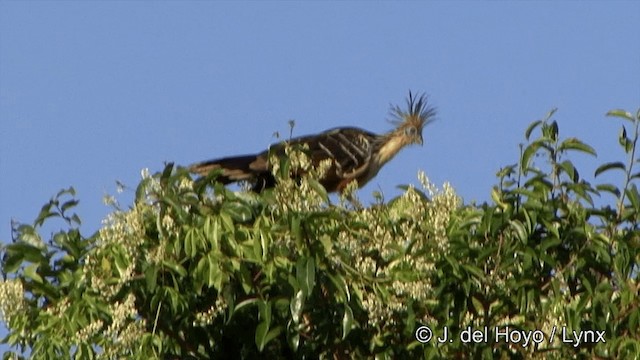 hoatzin - ML201344191