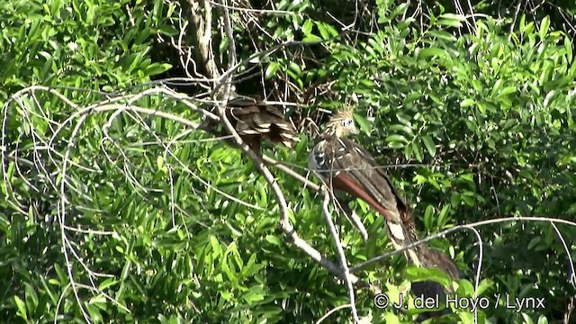 Hoatzin - ML201344201