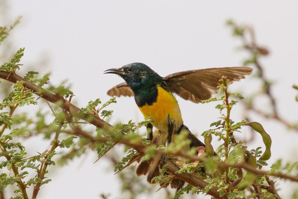 Nile Valley Sunbird - Tommy Pedersen