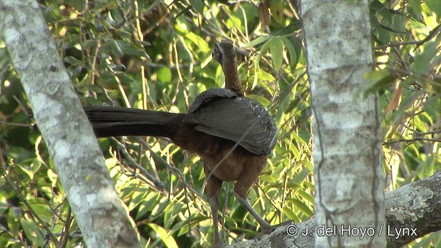 Chestnut-bellied Guan - ML201344241