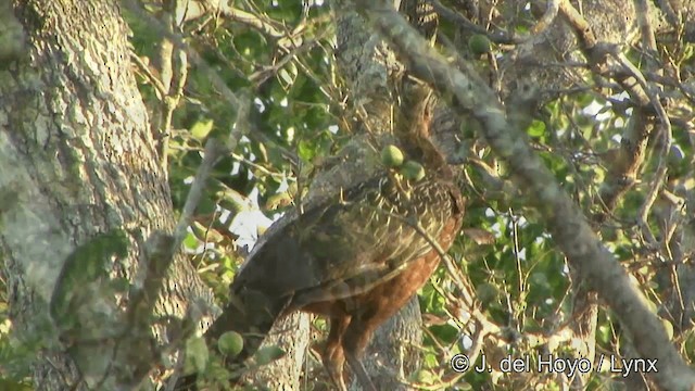 Chestnut-bellied Guan - ML201344251