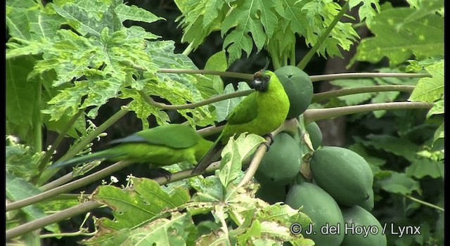 Yeşil Başlı Sorguçlu Papağan - ML201344301