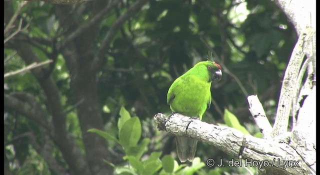 Yeşil Başlı Sorguçlu Papağan - ML201344351