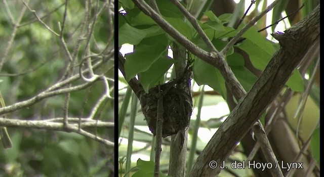 Dark-brown Honeyeater - ML201344371