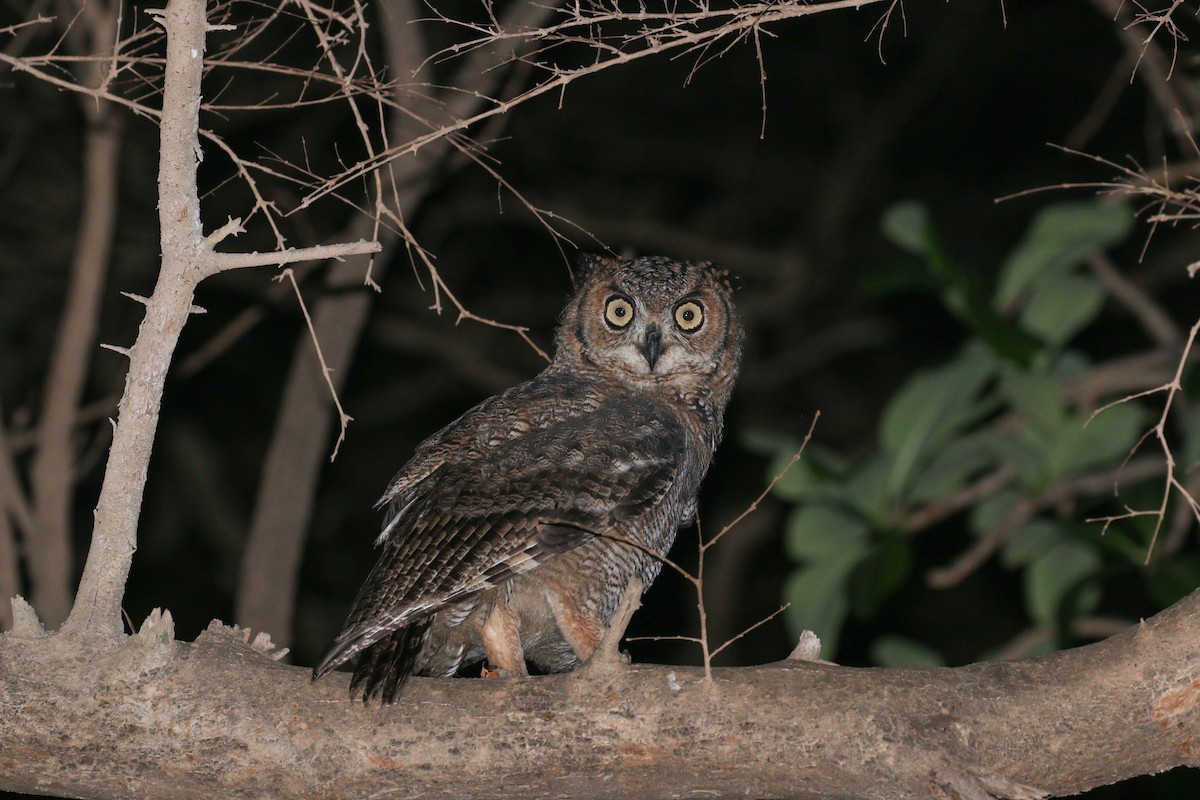 Arabian Eagle-Owl - ML20134441