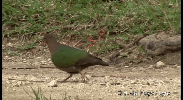 Pacific Emerald Dove - ML201344481