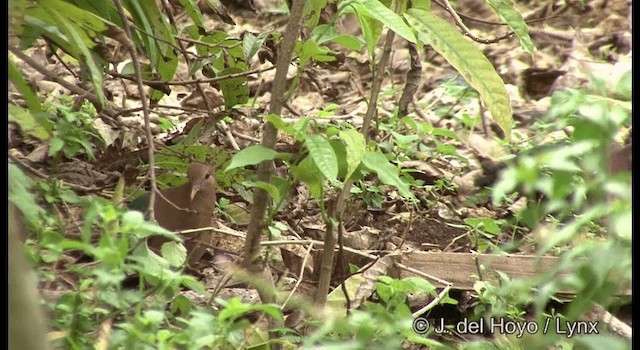 Pacific Emerald Dove - ML201344491