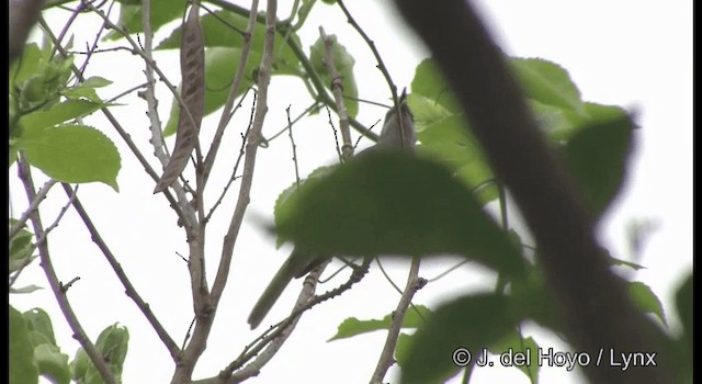 Dark-brown Honeyeater - ML201344511