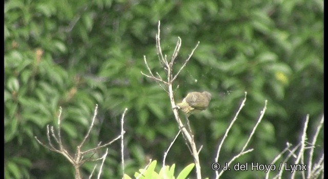 Dark-brown Honeyeater - ML201344531