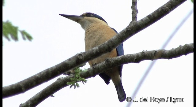 Sacred Kingfisher - ML201344551