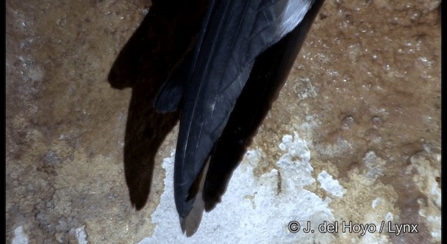 White-rumped Swiftlet - ML201344681