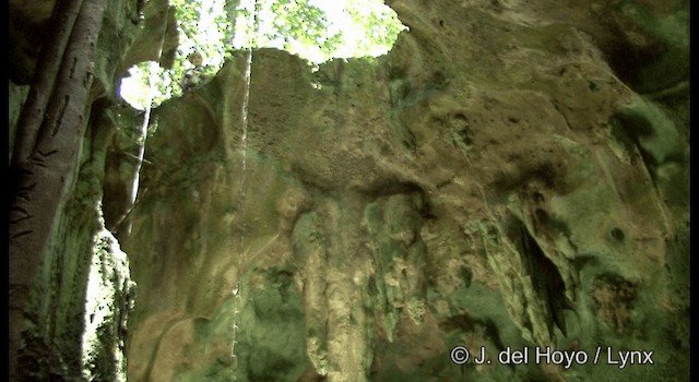 White-rumped Swiftlet - ML201344691