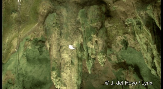 White-rumped Swiftlet - ML201344701