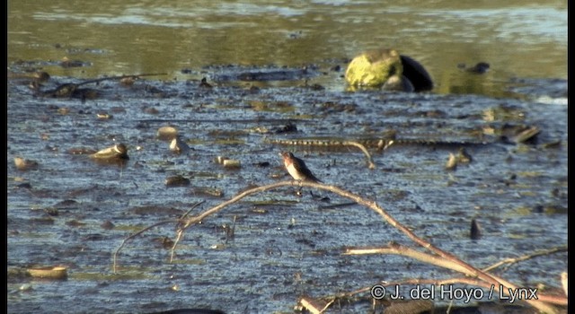 Pacific Swallow - ML201344821