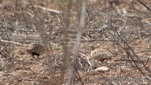 Chestnut-bellied Sandgrouse (Asian) - ML201344881