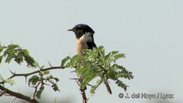 Siberian Stonechat - ML201344891