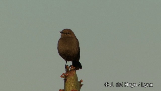 Indian Robin - ML201344901