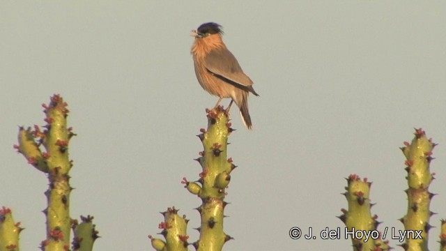 Brahminy Starling - ML201344921