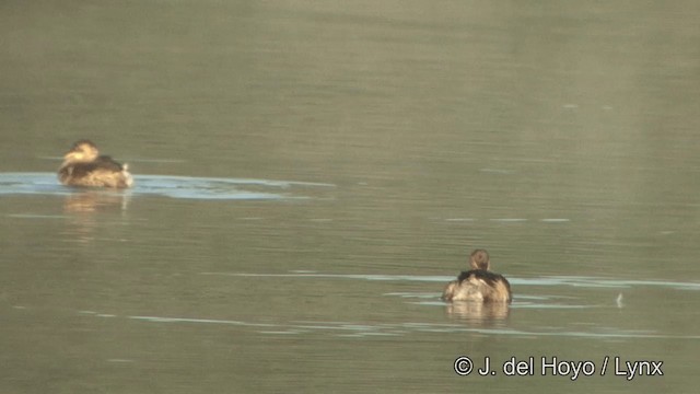 Little Grebe (Little) - ML201344951