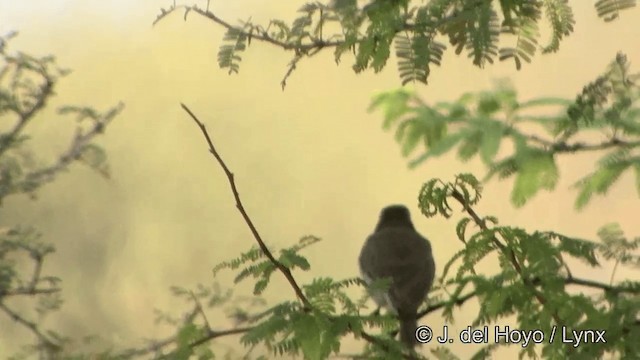 Common Woodshrike - ML201344961