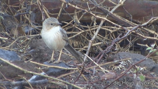 Common Babbler - ML201344981