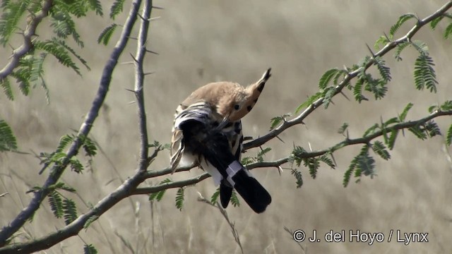 Eurasian Hoopoe (Eurasian) - ML201345001