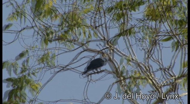 Pink-headed Imperial-Pigeon - ML201345061