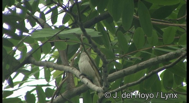 Brown Honeyeater - ML201345071