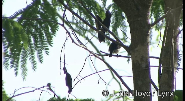 Black-fronted Flowerpecker - ML201345101