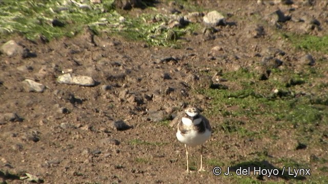 Little Ringed Plover (dubius/jerdoni) - ML201345271