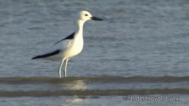 Crab-Plover - ML201345281