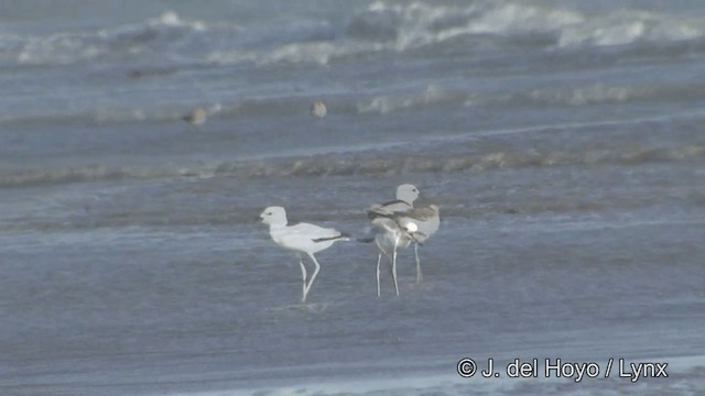 Crab-Plover - ML201345291