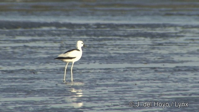 Crab-Plover - ML201345301