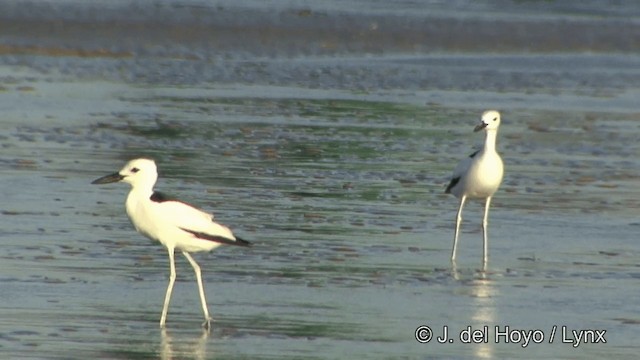 Crab-Plover - ML201345311