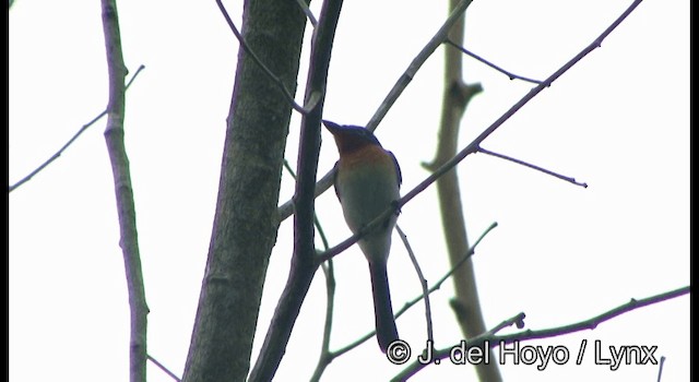 Broad-billed Flycatcher - ML201345371