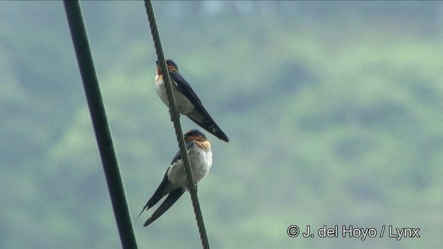 Pacific Swallow - ML201345491